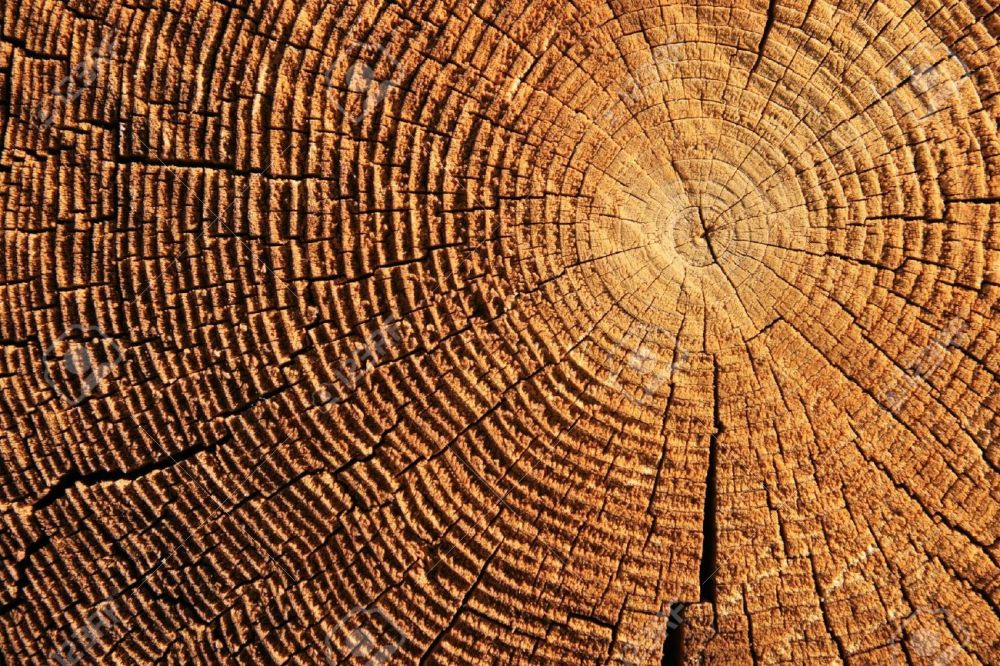 5676489-los-anillos-de-crecimiento-en-el-extremo-de-un-tronco-cortado-Brown-Foto-de-archivo