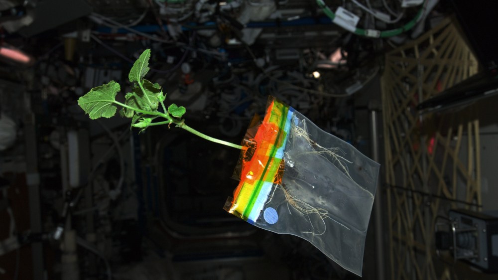 ISS-30_Zucchini_plant_in_the_Destiny_lab.jpg